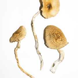 Buy Golden Teachers Magic Mushrooms